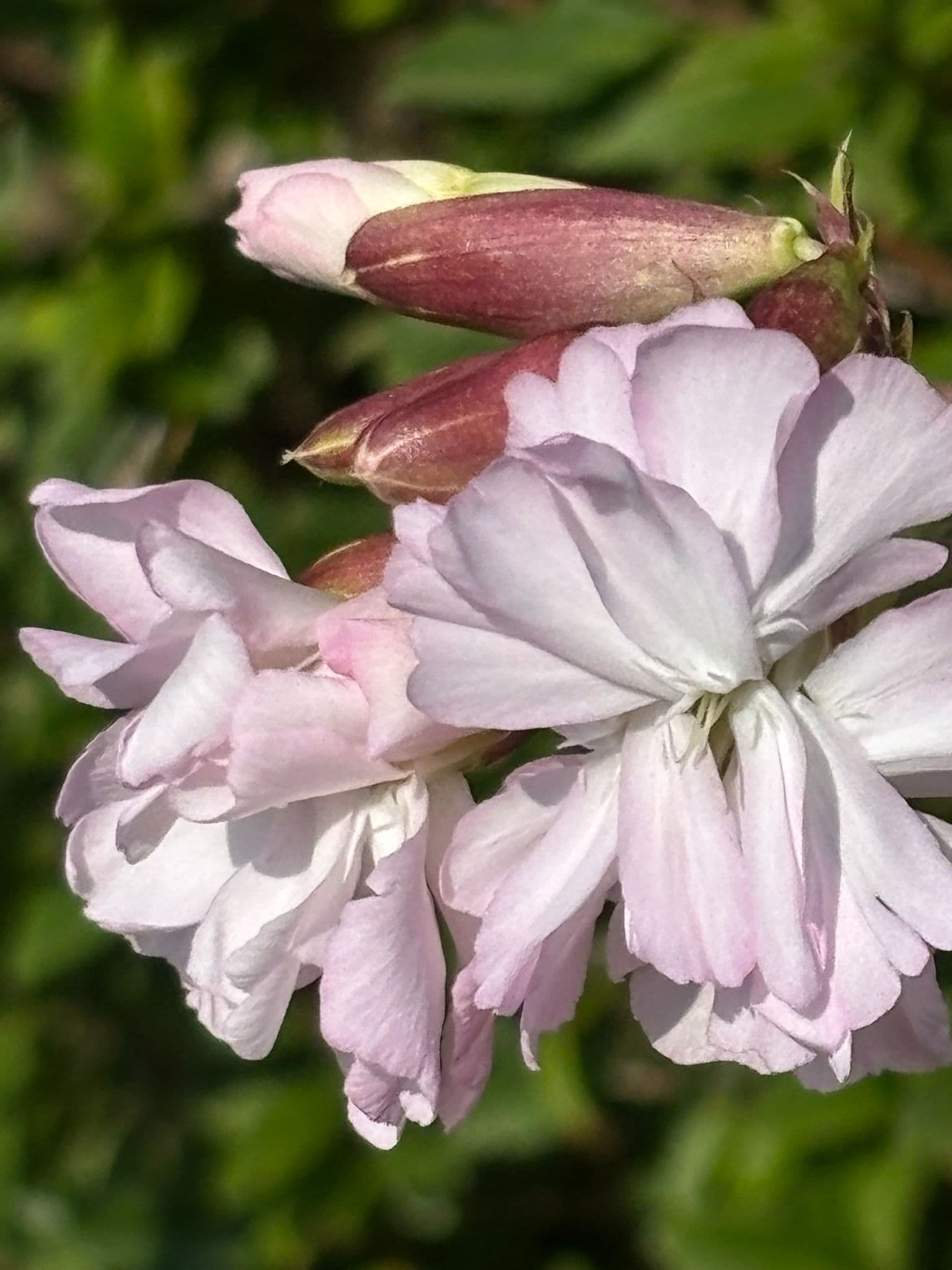 Blomsterkullen
